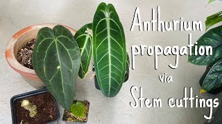 Anthurium propagation Stem cuttings [upl. by Downey]