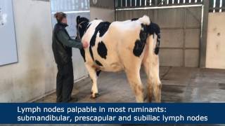 Lymph node palpation in ruminants [upl. by Woo]