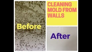 How To Remove Mold From Walls Drywall [upl. by Naoma829]