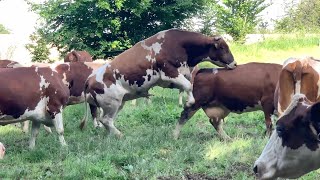 Bydło polskie czerwonobiała koło parku gór stołowych [upl. by Bernard]