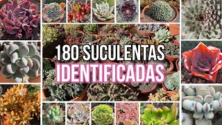 180 SUCULENTAS IDENTIFICADAS  Nombres Cientificos [upl. by Lorrin977]