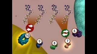 Glycolysis An Overview [upl. by Rimma]