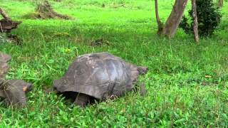 Mating Galápagos Giant Tortoises [upl. by Eelatan]