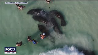 Video shows manatees being harassed by beachgoers [upl. by Fancie123]