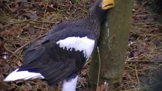 stellers sea eagle [upl. by Eido]