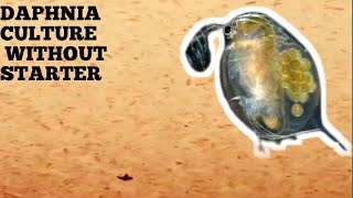 HOW TO CULTURE DAPHNIA NATURALLY WITHOUT A STARTER [upl. by Goer]