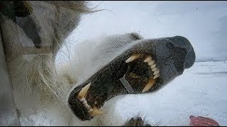 Wild Polar Bear Tries To Break In  BBC Earth [upl. by Neellek584]