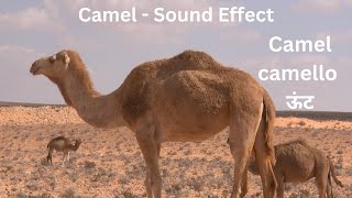 Camel  Sound Effect [upl. by Magnolia]