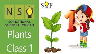 NSO Science Olympiad Class 1  Plants [upl. by Nodnart568]