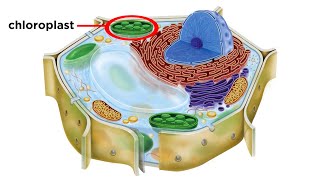 Photosynthesis Part 4 Chloroplasts  HHMI BioInteractive Video [upl. by Nirat219]