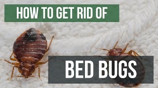 How To Get Rid of Bed Bugs Guaranteed 4 Easy Steps [upl. by Audette]