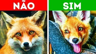 10 Animais ExoÌticos Que Podem Ser de EstimacÌ§aÌƒo Nos EUA [upl. by Parrott680]