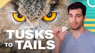 Owl Eyes Are Shaped Like Tubes Heres Why [upl. by Tilla]