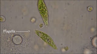 Euglena  The Flagellate [upl. by Itsyrc]