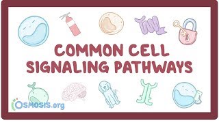 Common cell signaling pathway [upl. by Beaufert]