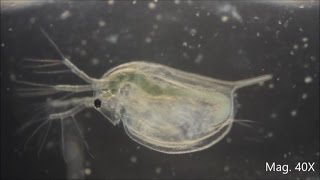 Daphnia magna under the Microscope [upl. by Reitman88]