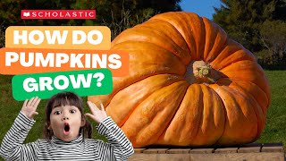 A Pumpkin 🎃 Grows  STEM for Kids [upl. by Avehstab]