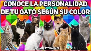 DIME DE QUÉ COLOR ES TU GATO Y TE DIGO CÓMO ES  SiamCatChannel [upl. by Rosabella]