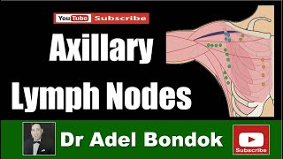 Axillary Lymph Nodes Dr Adel Bondok [upl. by Helmer]