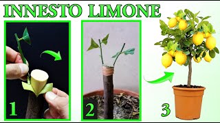 INNESTO LIMONE FACILISSIMO DA ESEGUIRE tutti i passaggi  lemon tree citron planta de limon [upl. by Alexina701]