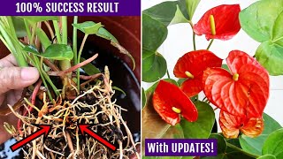 EASIEST Way To Propagate Anthurium Plant [upl. by Htehpaj]