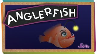 All About Anglerfish [upl. by Biondo]