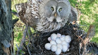 How Owl Laying Eggs In The Nest [upl. by Arezzini73]