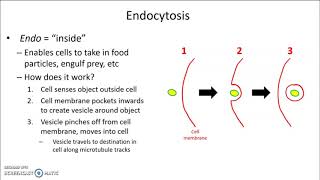 Endocytosis and exocytosis [upl. by Wollis]