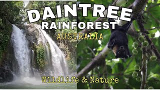 DAINTREE RAINFOREST Wildlife and Nature Australia [upl. by Pergrim]