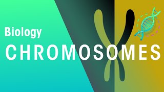 What Are Chromosomes  Genetics  Biology  FuseSchool [upl. by Attevroc]