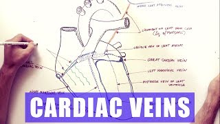 Cardiac Veins  Anatomy tutorial [upl. by Cerf]