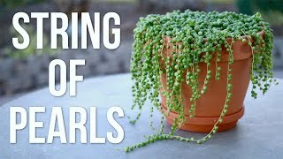 String of Pearls Care Guide  Garden Answer [upl. by Noxin]