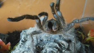 Very rare aggressive HISSING tarantula Monocentropus lambertoni Inferion7 [upl. by Irrabaj]