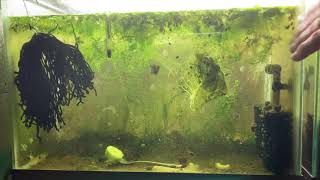 Scuds Daphnia Cherry Shrimp Copepods My aquatic food culture [upl. by Lamprey]