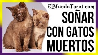 Soñar con Gatos Muertos 🐱【SIGNIFICADOS】 [upl. by Mariele383]