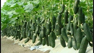 WOW Amazing Agriculture Technology  Cucumbers [upl. by Naujed]