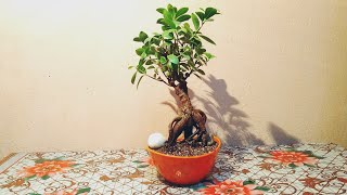 Repotting A Ficus Plant Bonsai  Soil Mix For Bonsai Plants [upl. by Glennon]