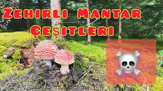 Zehirli Mantar Çeşitleri 🍄 💀 [upl. by Suneya]