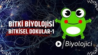 Bitkisel Dokular1 tyt ayt yks [upl. by Jp]