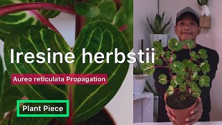 Iresine herbstii  HOW TO PROPAGATE IRESINE  PlantPiece Ep05 [upl. by Eugen253]