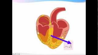 ECGpedia ECG introductiecursus de basics [upl. by Grefer]