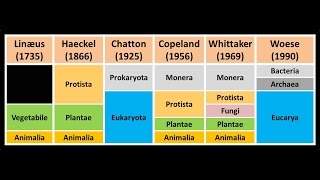 Clasificación de los seres vivos Niveles taxonómicos [upl. by Yennor632]