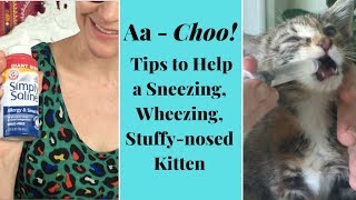 My Kitten Is Sneezing amp Congested  Heres How to Help [upl. by Garnett]