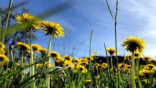 Frühling  De Hüpp – Naturjodel  Jodlerklub Männertreu Nesslau  Toggenburg [upl. by Nylecsoj]