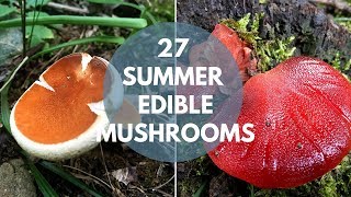 Wild Mushrooms You Can Eat Summer Edition [upl. by Amabelle709]