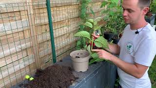 Comment bouturer un hortensia Truc et astuce débutant [upl. by Bois]