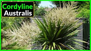 How To Grow Cordyline Australis in the UK Plant Care Tips [upl. by Roid]