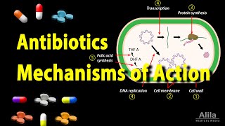 Antibiotics  Mechanisms of Action Animation [upl. by Gilli]