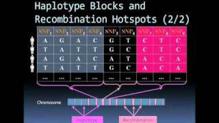 Microarray based SNP genotyping [upl. by Lochner224]