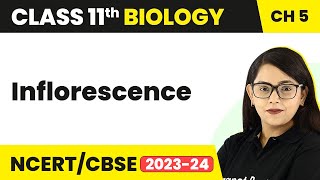 Inflorescence  Morphology of Flowering Plants  Inflorescence Class 11  Biology Class 11 [upl. by Hakan]